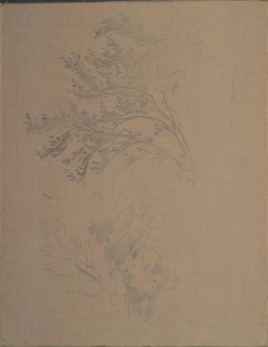 Moritz von Schwind, Baumstudien, Inv. Nr.: 23953/23v