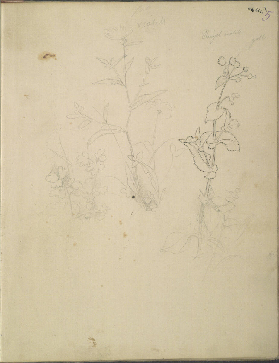 Pflanzenstudien, Moritz von Schwind, 1859–1860