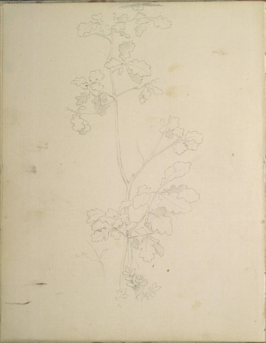 Pflanzenstudie, Moritz von Schwind, 1859–1860