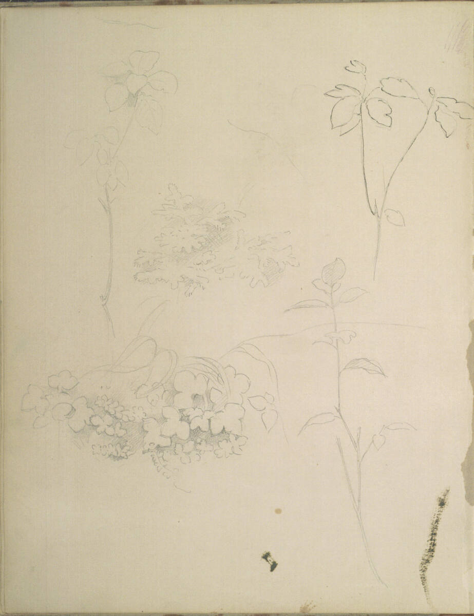 Pflanzenstudien, Moritz von Schwind, 1859–1860