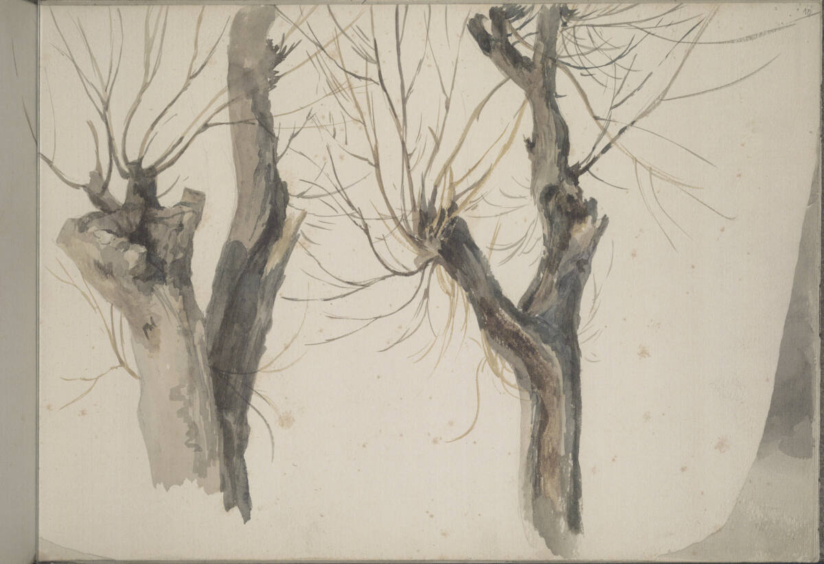 Baumstudie, Ludwig Rösch