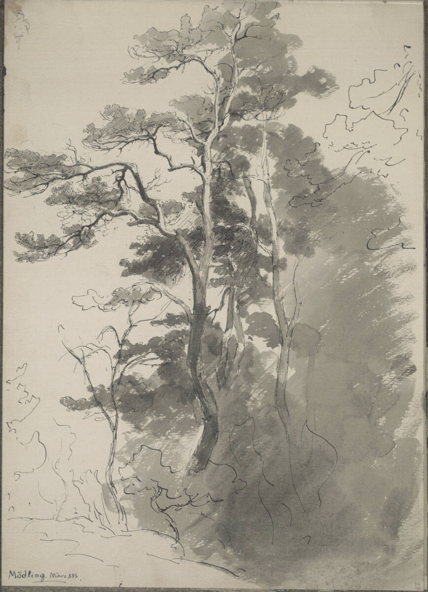 Waldstudie in Mödling, Ludwig Rösch