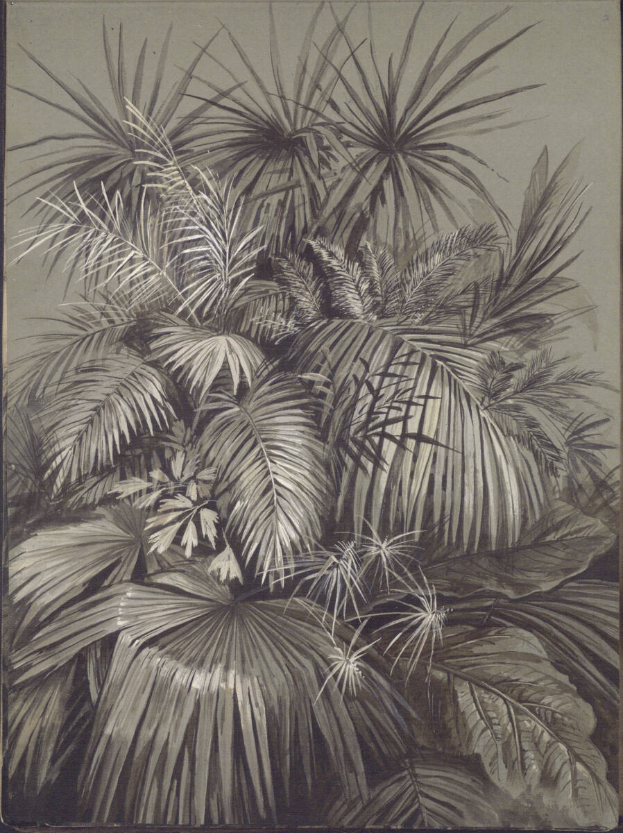 Pflanzenstudie im Palmenhaus, Ludwig Rösch