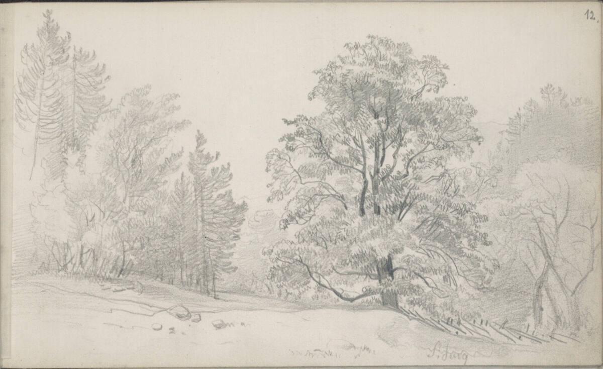 Joseph Holzer, Waldstudie bei Sieding, Inv. Nr.: 25511/12
