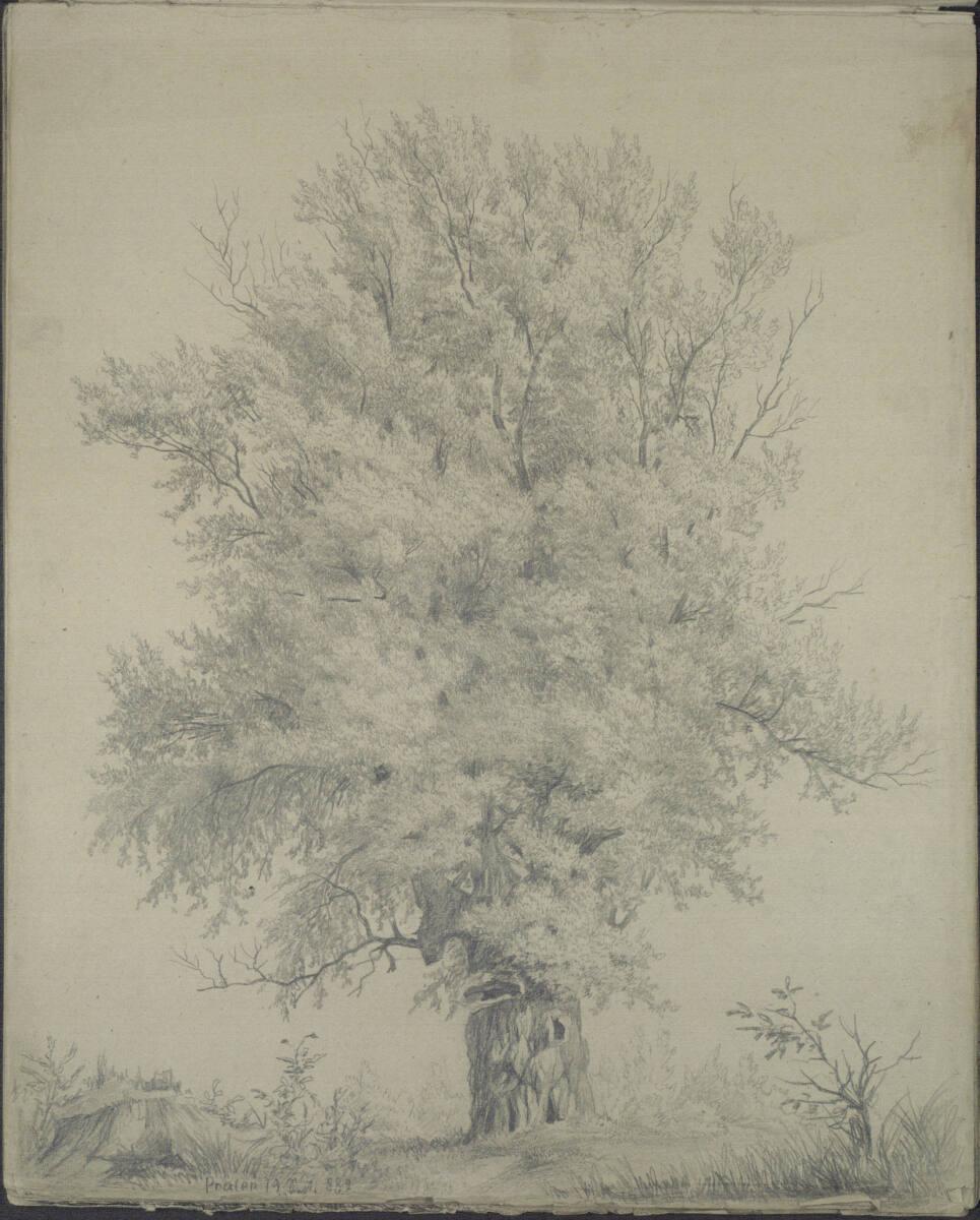 Ludwig Rösch, Baumstudie im Prater, Inv. Nr.: 43462/1