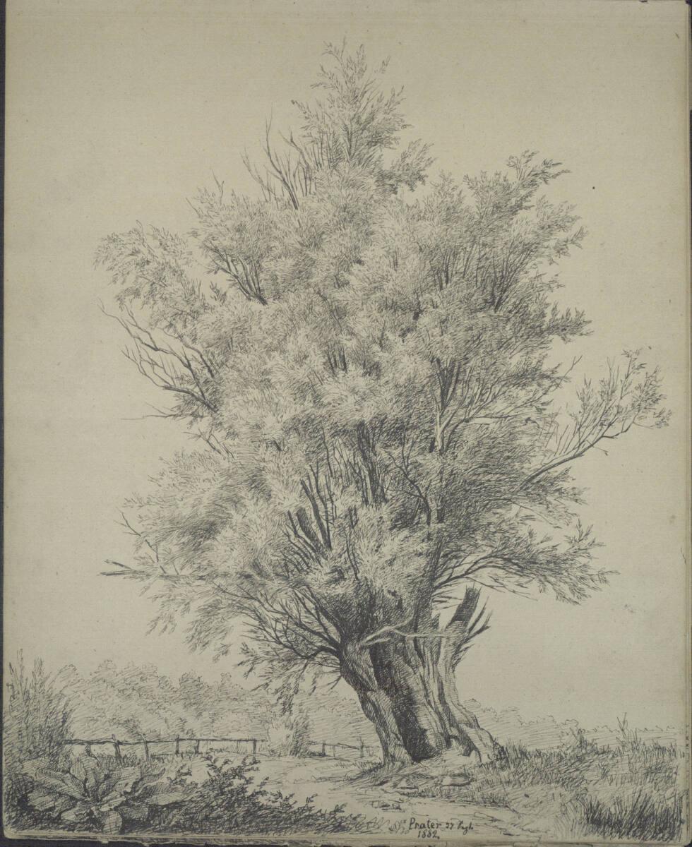 Ludwig Rösch, Baumstudie im Prater, Inv. Nr.: 43462/17