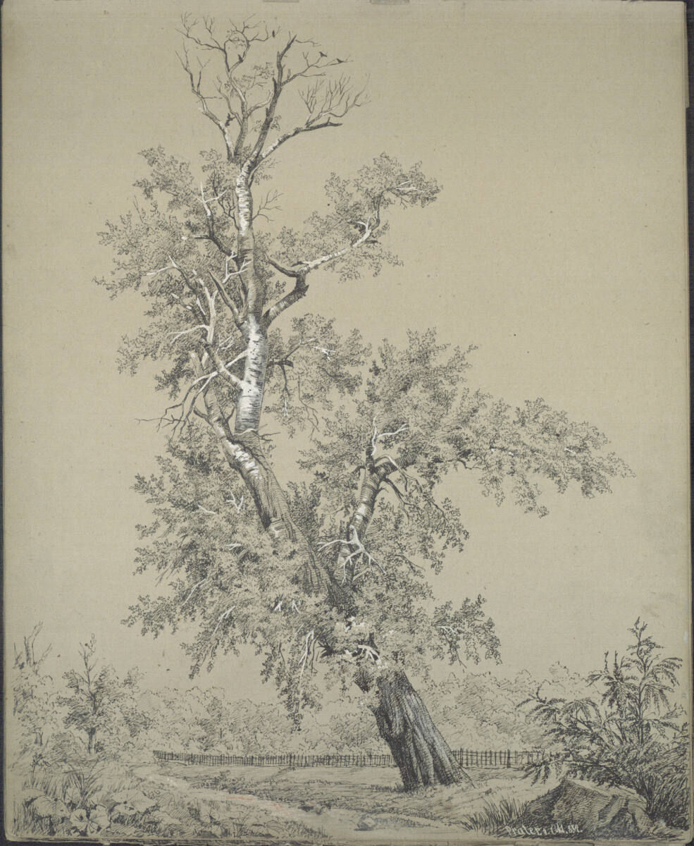 Baumstudie im Prater, Ludwig Rösch