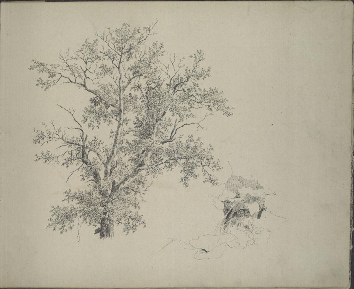 Ludwig Rösch, Baumstudie im Prater, Inv. Nr.: 43462/19r