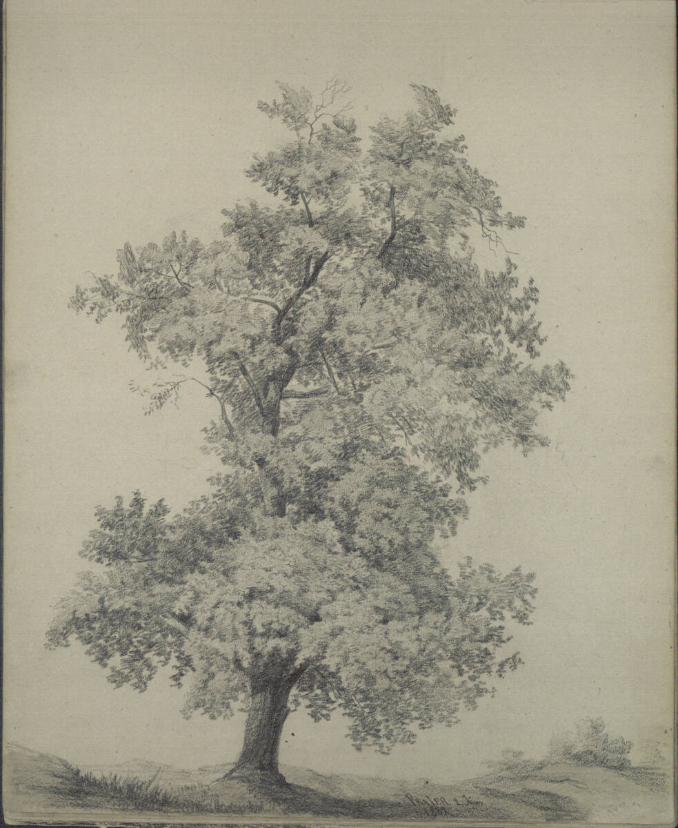Baumstudie im Prater, Ludwig Rösch