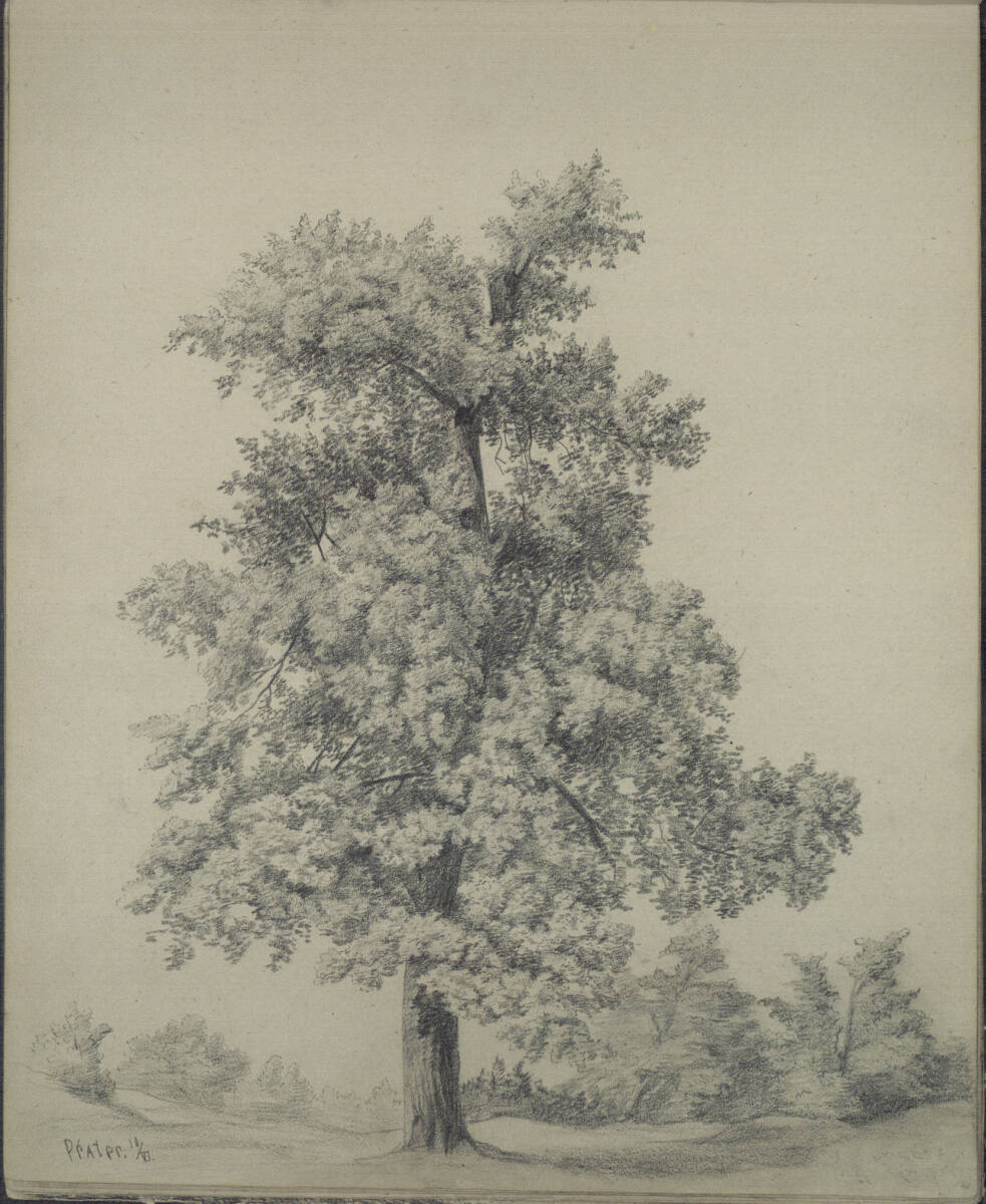 Baumstudie im Prater, Ludwig Rösch