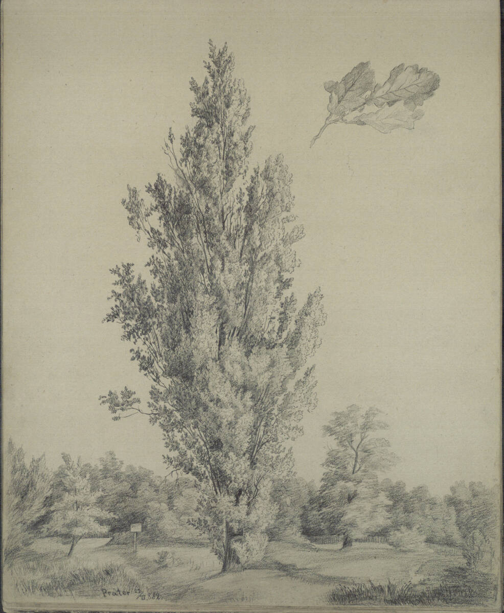 Baumstudie und Blattstudie, im Prater, Ludwig Rösch