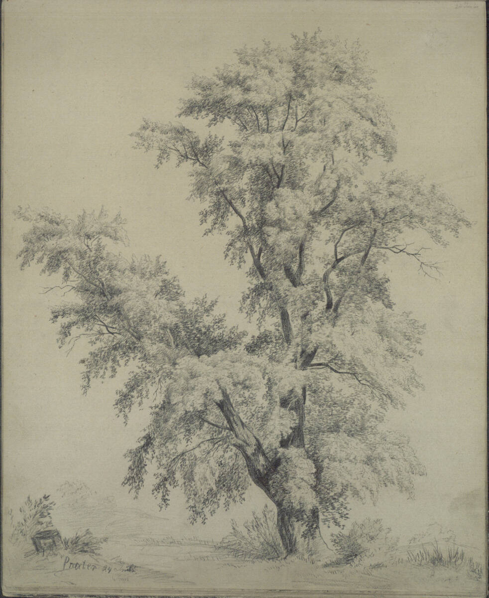Baumstudie im Prater, Ludwig Rösch