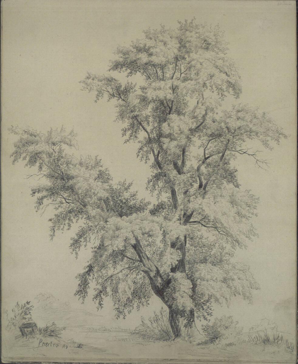 Ludwig Rösch, Baumstudie im Prater, Inv. Nr.: 43462/9