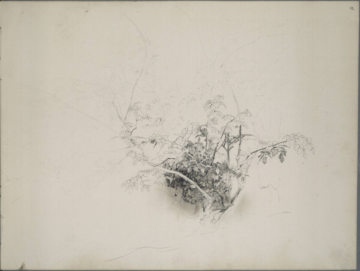 Pflanzenstudie, Ludwig Rösch