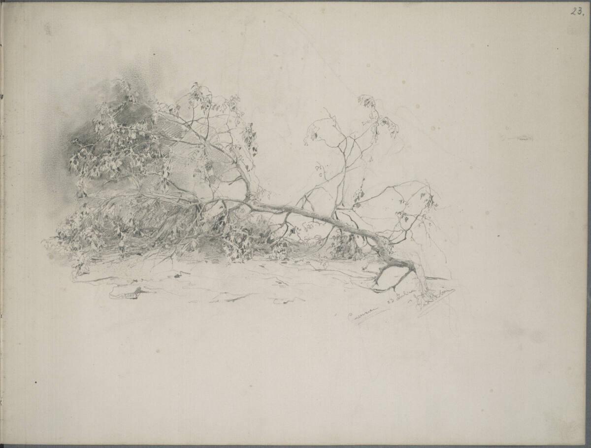 Ludwig Rösch, Studie eines abgebrochenen am Boden liegenden Astes, Inv. Nr.: 30219/23