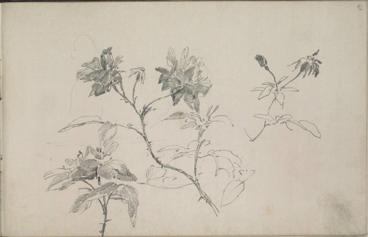 Ludwig Rösch, Pflanzenstudien, Inv. Nr.: 43458/12