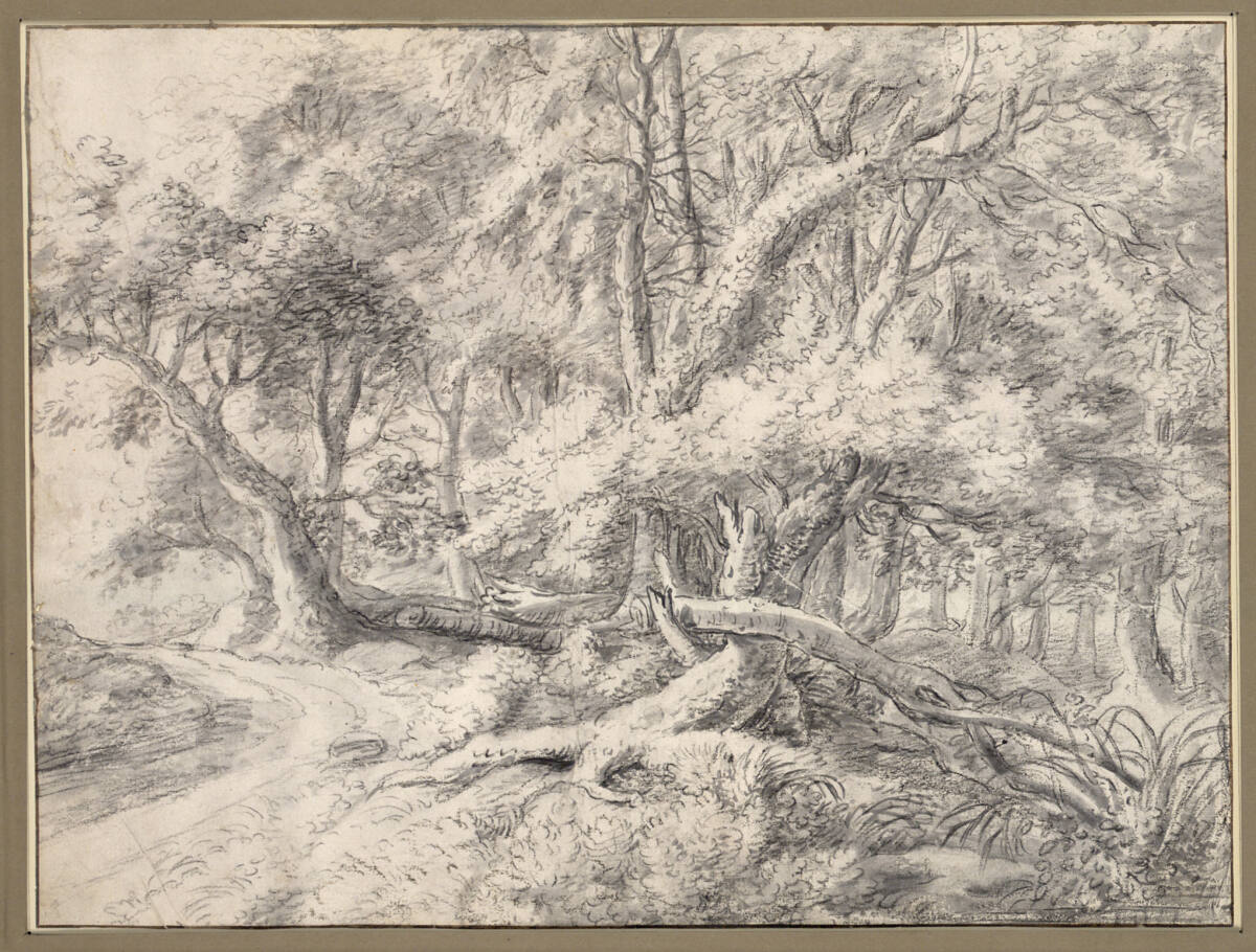 Waldstück mit alten und umgestürzten Bäumen, Antonie Waterloo
