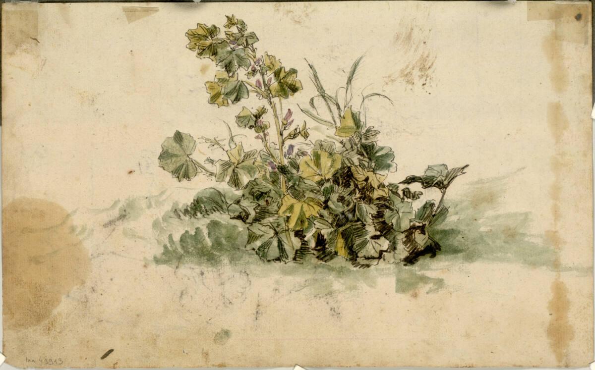 Feldrandstudie mit Malve, Inv. Nr.: 43913v