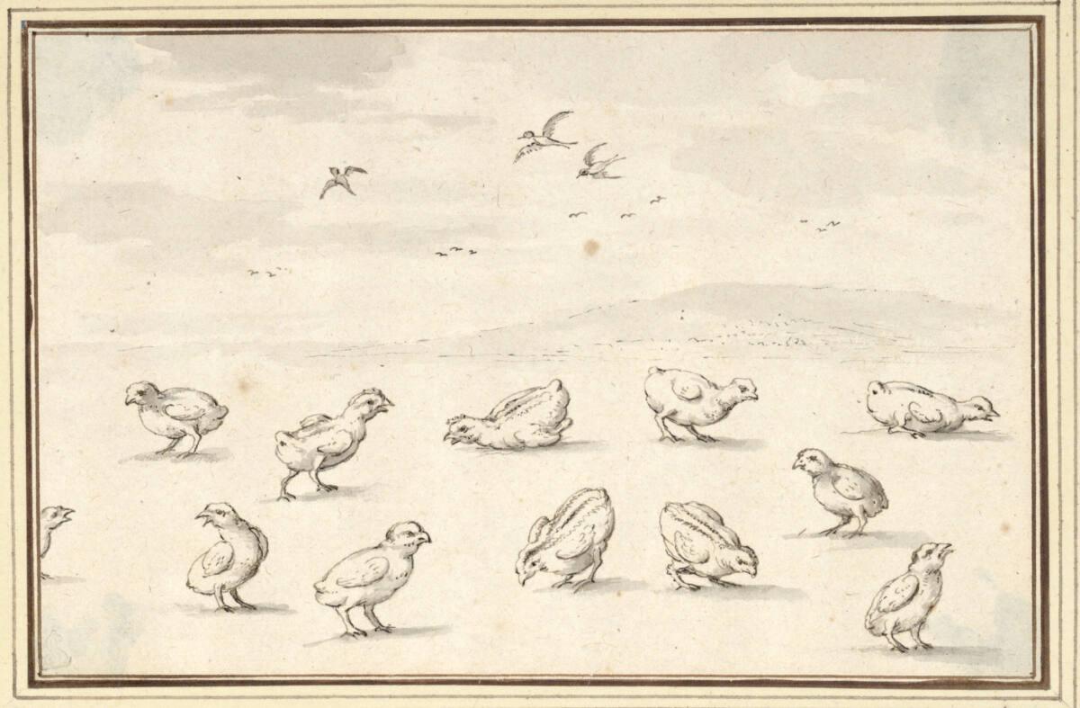 Albert Flamen, Studienblatt mit zwölf Küken (V-29), Inv. Nr.: 9788