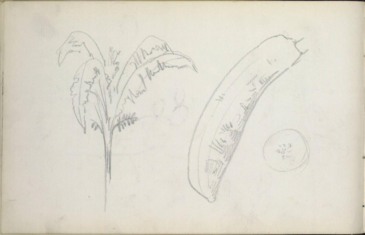Hans Canon, Pflanzenstudien, Inv. Nr.: 25043/18v