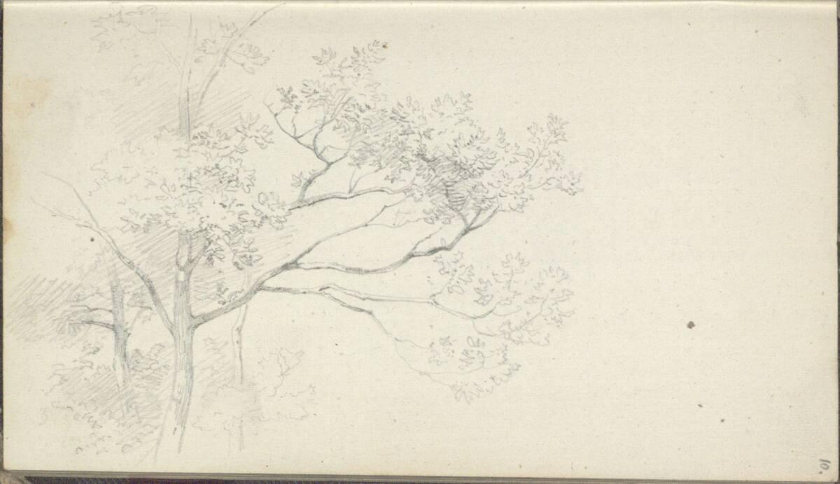 Friedrich Gauermann, Baumstudie, Inv. Nr.: 25668/10