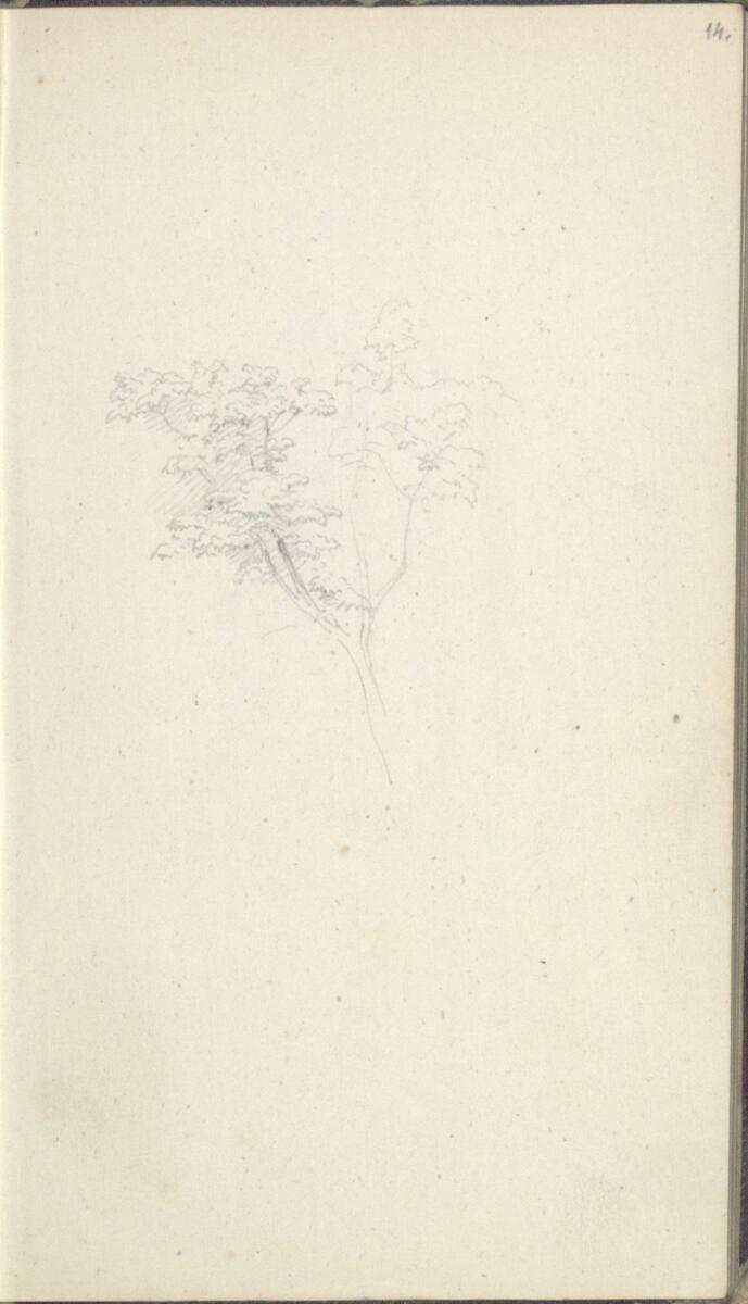 Friedrich Gauermann, Baumstudie, Inv. Nr.: 25668/14r