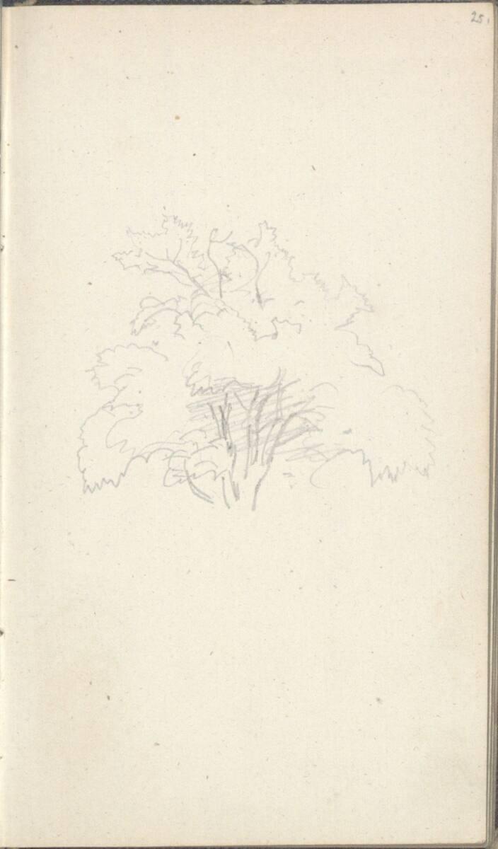 Friedrich Gauermann, Baumstudie, Inv. Nr.: 25668/25