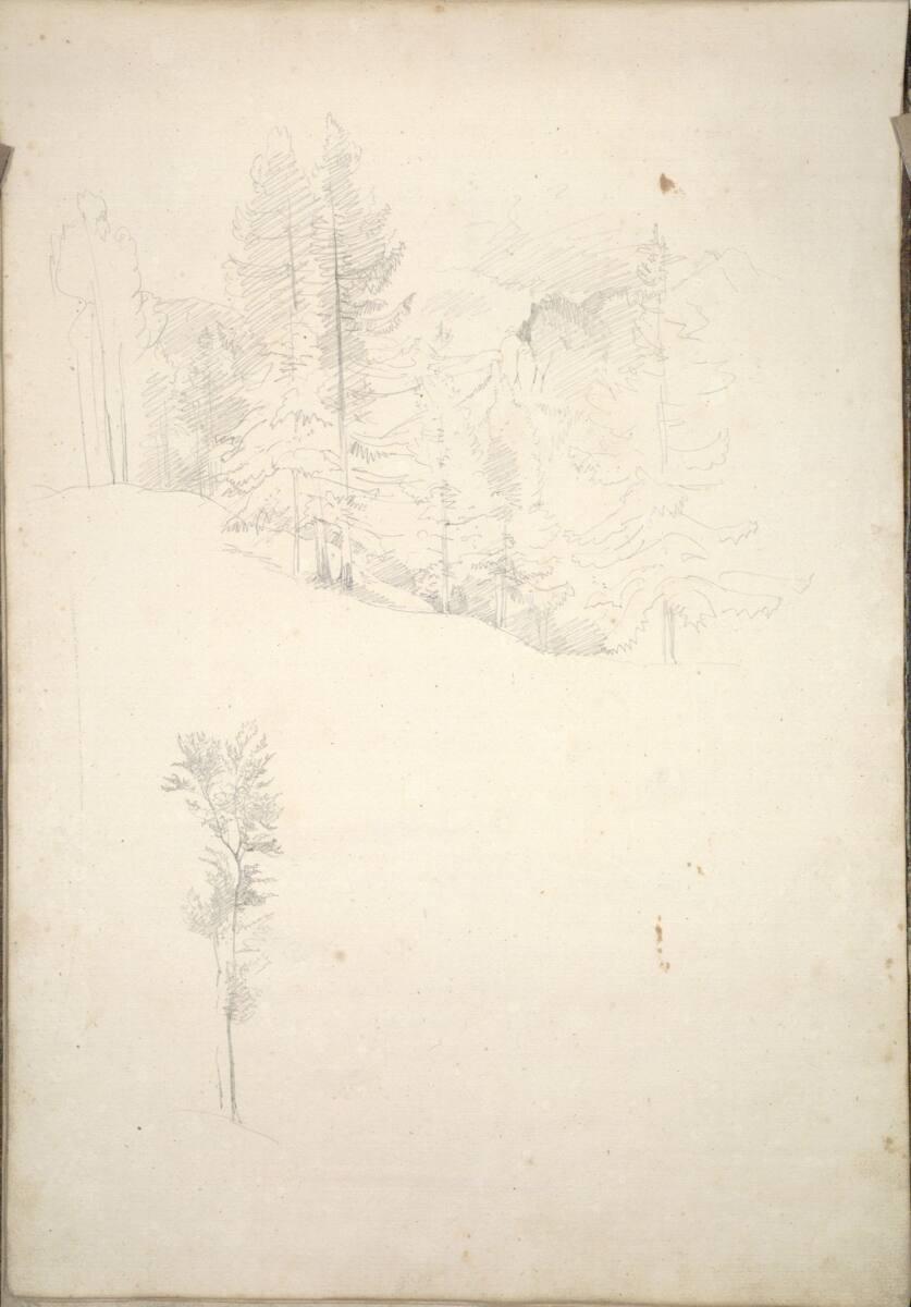 Friedrich Gauermann, Waldstudien, Inv. Nr.: 16245v