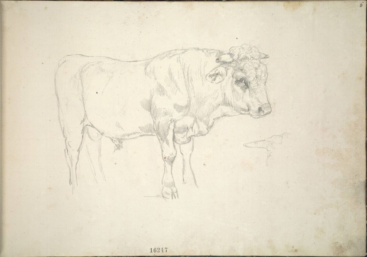Rinderstudie, Friedrich Gauermann, 1826–1833
