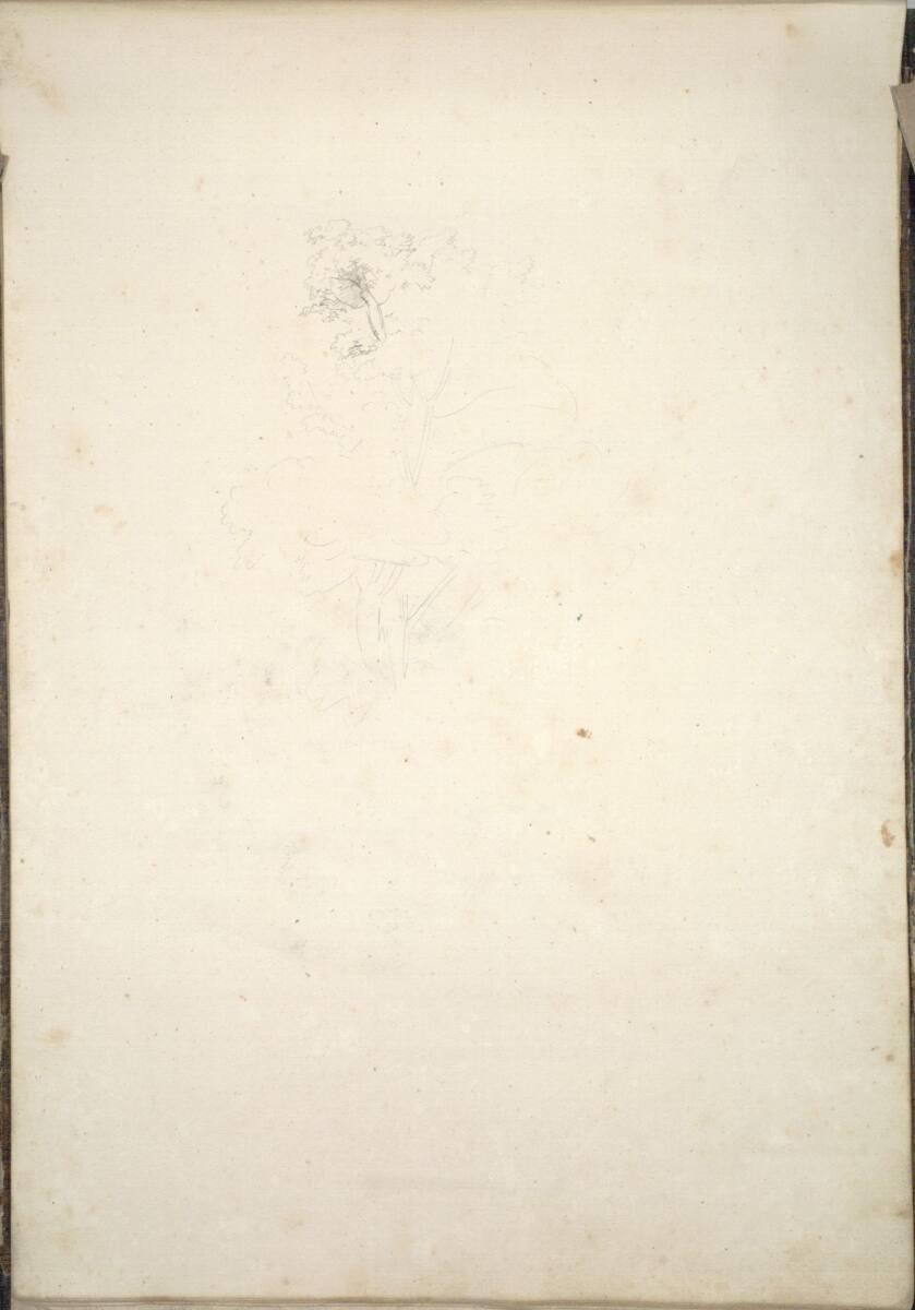Friedrich Gauermann, Baumstudie, Inv. Nr.: 16247v