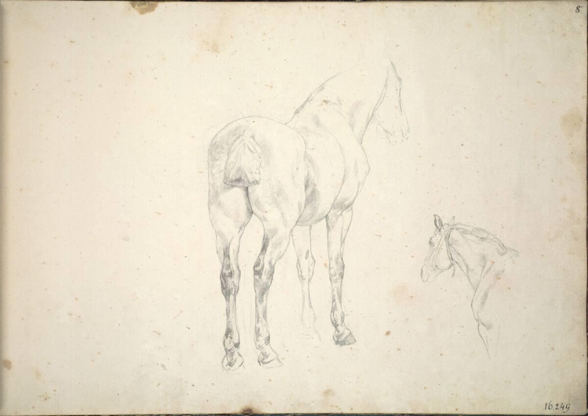 Friedrich Gauermann, Pferdestudie, Inv. Nr.: 16249r