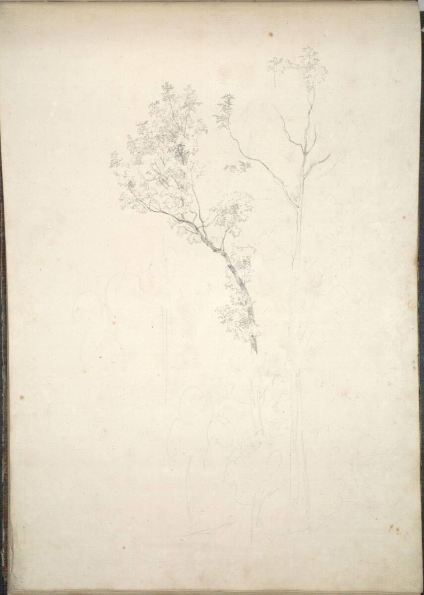 Friedrich Gauermann, Baumstudie, Inv. Nr.: 16252v