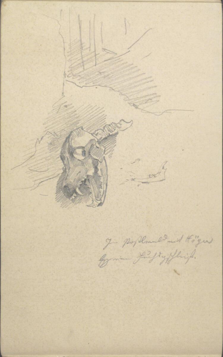 Friedrich Gauermann, Skizze eines Schädelknochens eines Tieres, Inv. Nr.: 25672/24