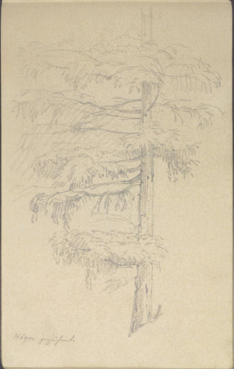 Joseph Höger, Baumstudie, Inv. Nr.: 25672/45v