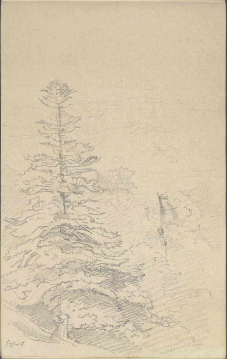 Friedrich Gauermann, Waldstudie, Inv. Nr.: 25672/53