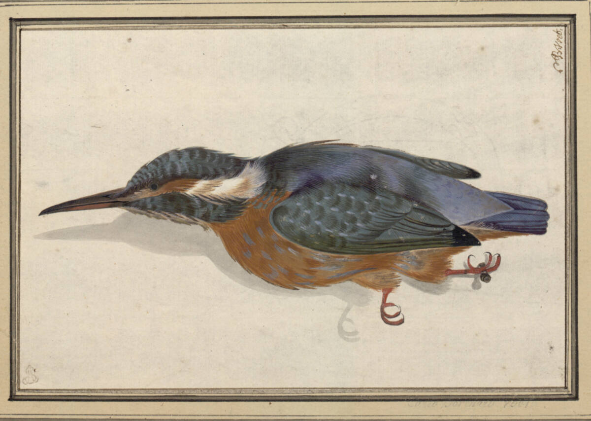 Toter Eisvogel (an einem Fuß aufgehängt), Karel Borchaert Voet