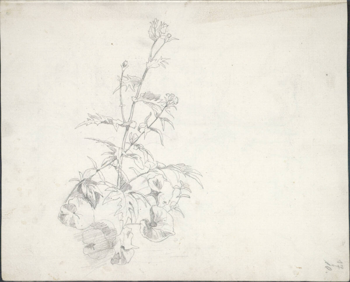 Pflanzenstudie, Friedrich Gauermann, 1826