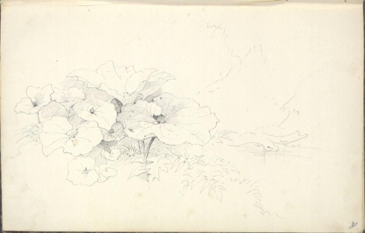 Friedrich Gauermann, Pflanzenstudie, Inv. Nr.: 25671/24