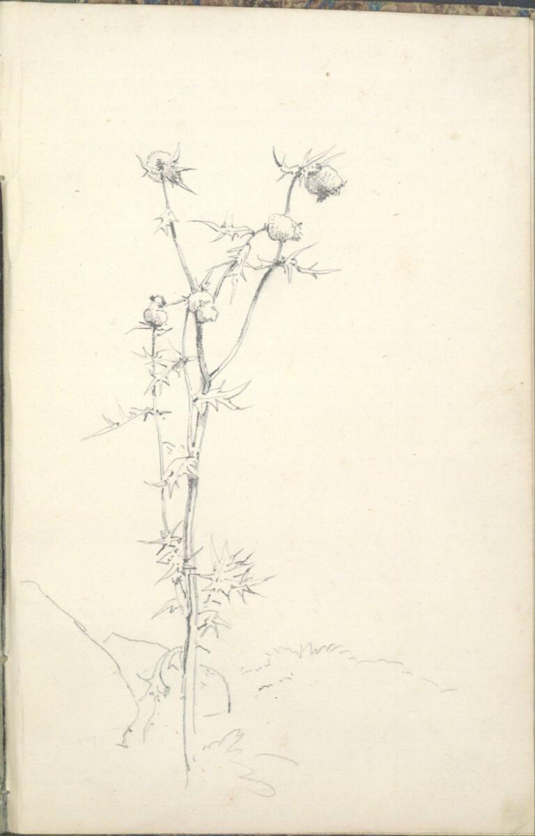 Friedrich Gauermann, Studie einer Distel (im Skizzenbuch kopfstehend), Inv. Nr.: 25671/33
