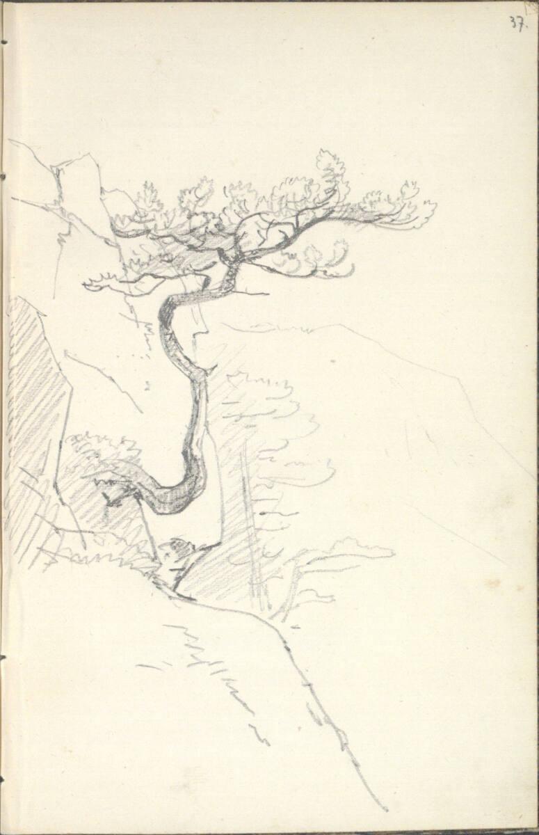 Friedrich Gauermann, Studie eines Baumes über einer Felswand, Inv. Nr.: 25671/37