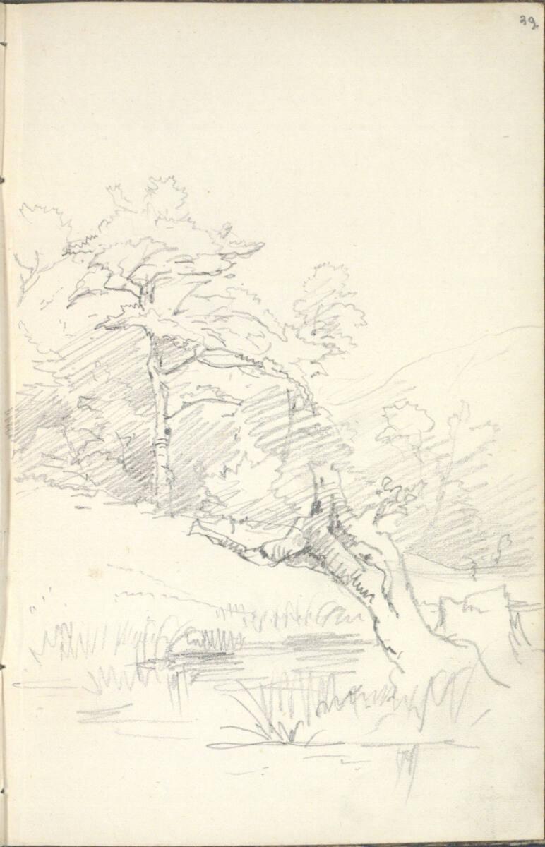 Friedrich Gauermann, Waldstudie, Inv. Nr.: 25671/39