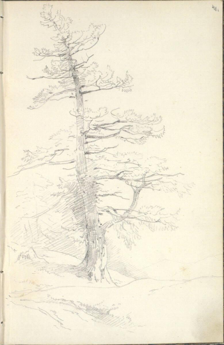 Friedrich Gauermann, Baumstudie, Inv. Nr.: 25671/41