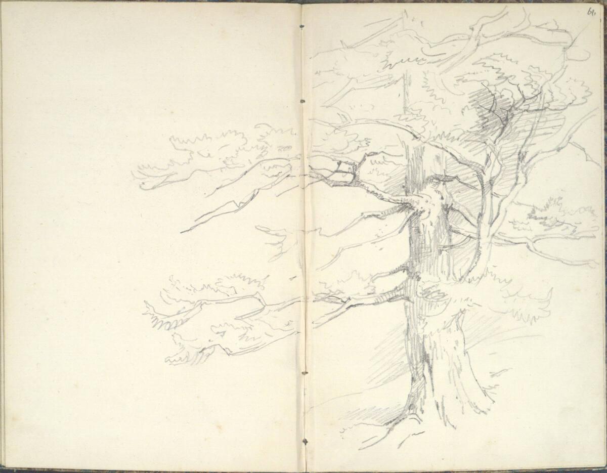Friedrich Gauermann, Baumstudie, Inv. Nr.: 25671/60v-61r