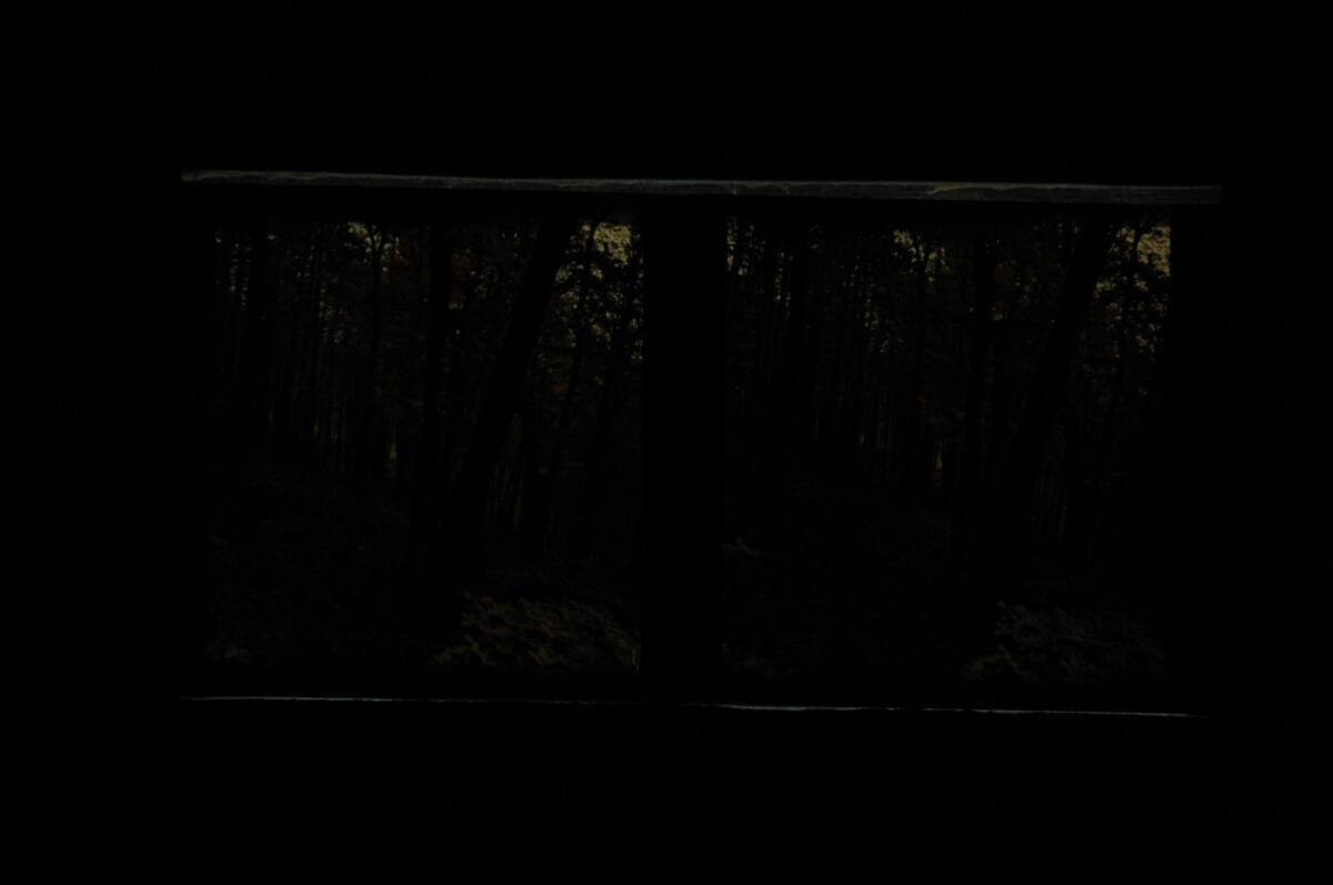 Franz Winter, Herbstlicher Laubwald, Inv. Nr.: FotoGLV2000/7474/45