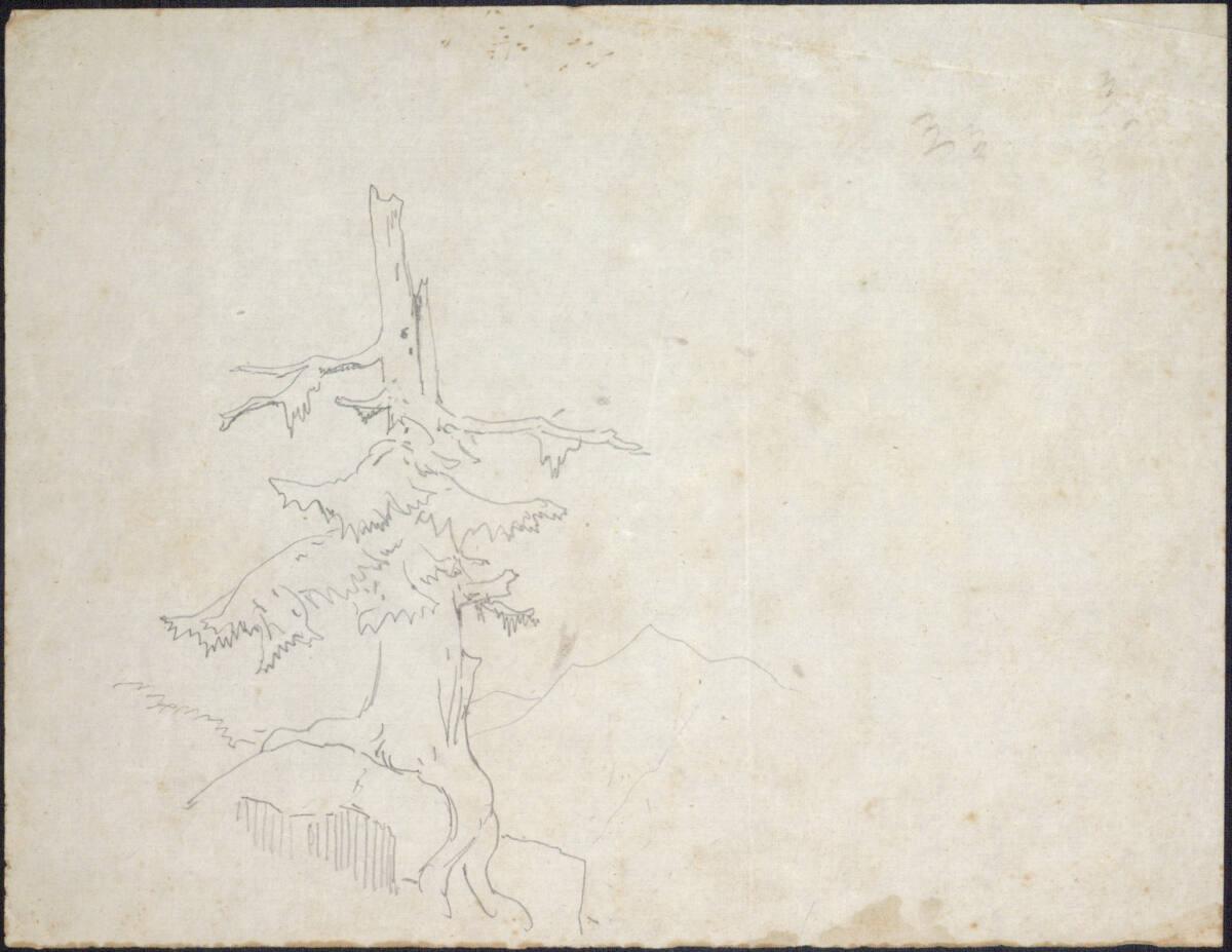 Friedrich Gauermann, Skizze eines abgestorbenen Nadelbaumes, Inv. Nr.: 30554b