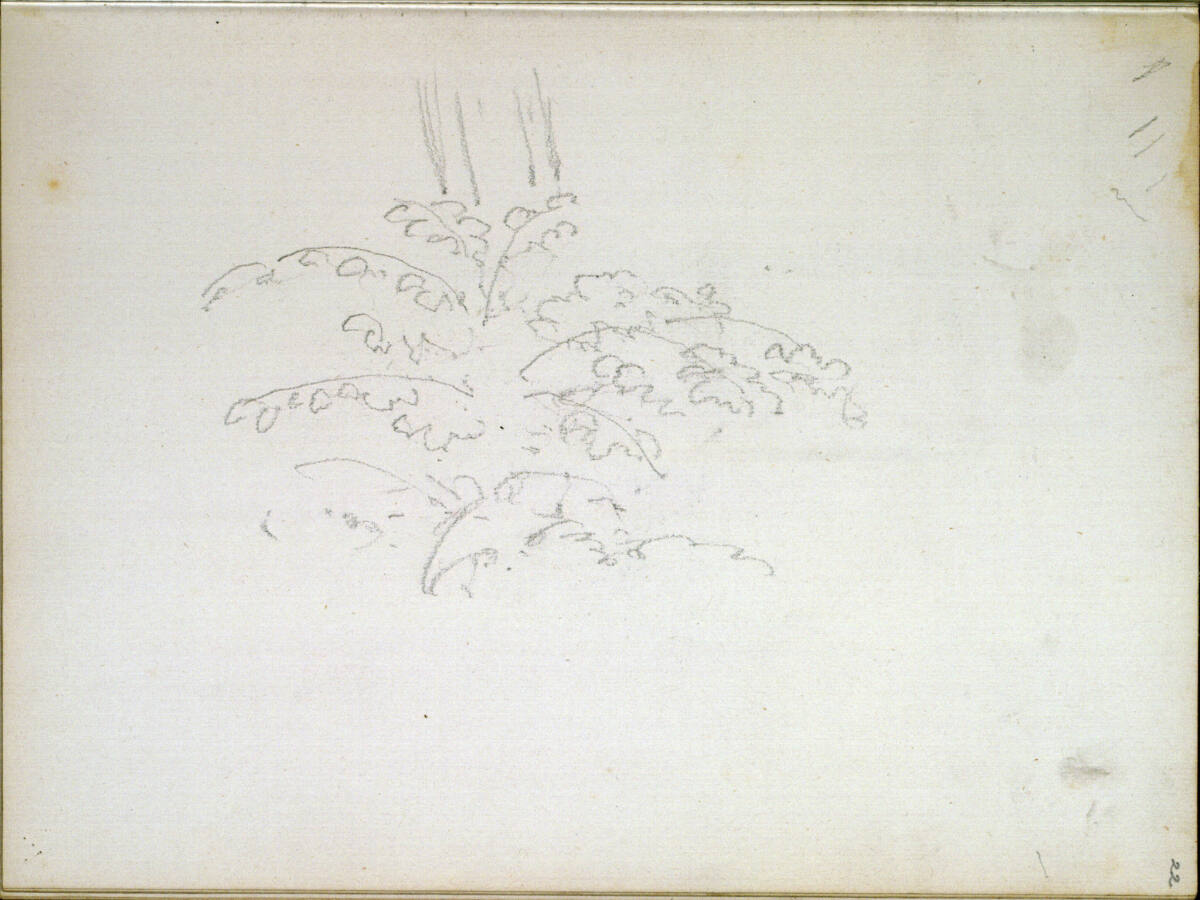Pflanzenstudie, Johann Nepomuk Passini, 1871–1872