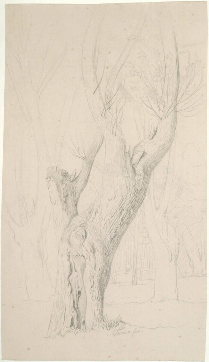 Matthias Rudolf Toma, Waldstück mit einzelner Baumstudie, Inv. Nr.: 39747/33
