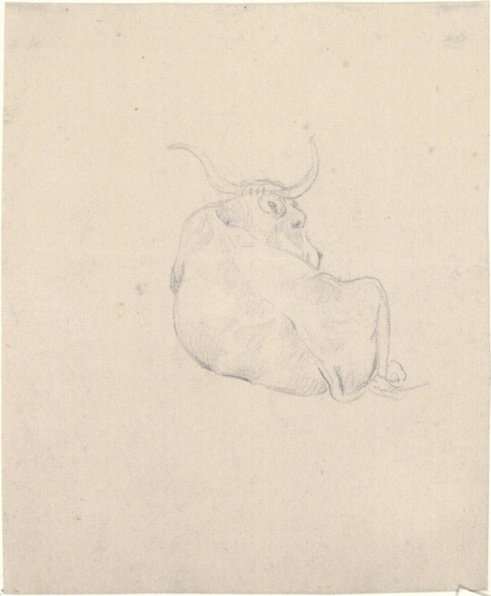 Viehstudie von hinten, Matthias Rudolf Toma