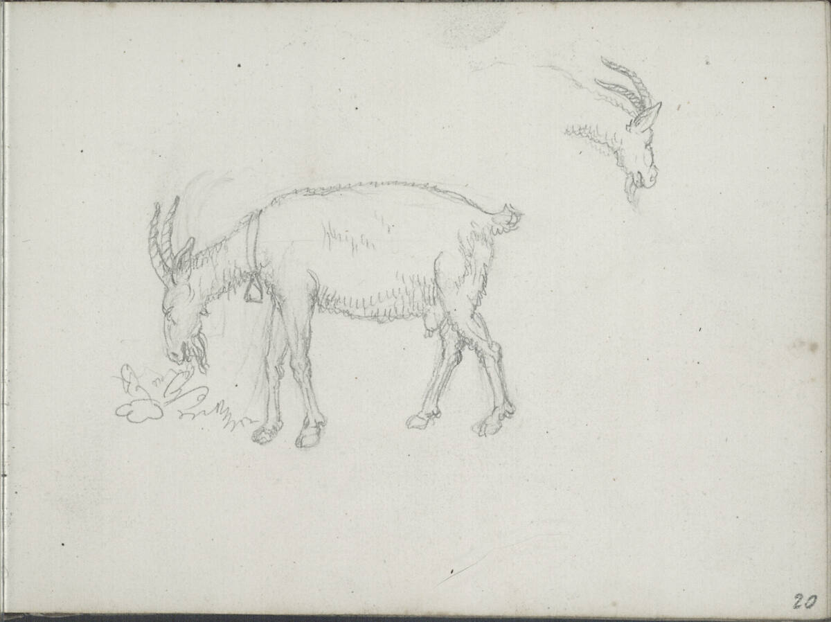 Studien zu Ziegenböcken, Blasius Höfel, 1818–1820