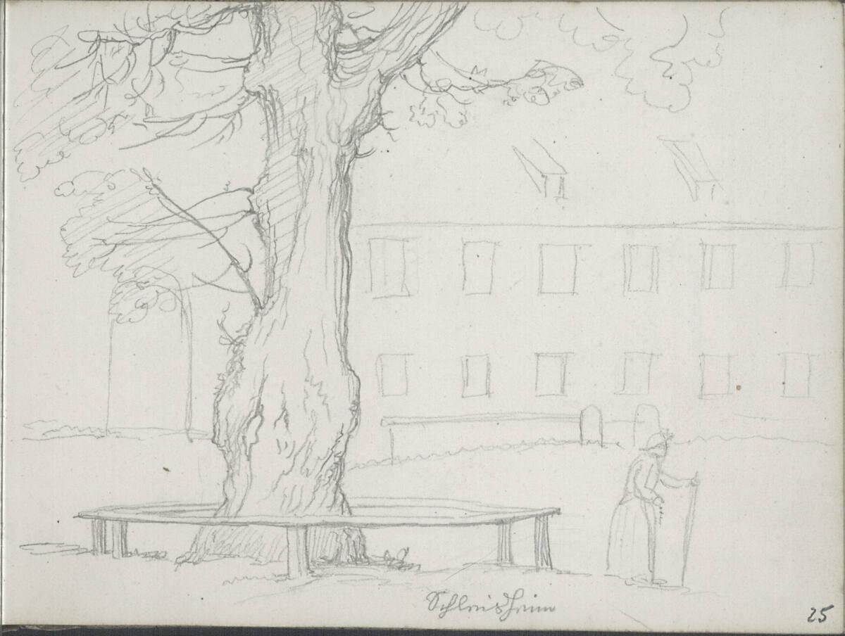 Blasius Höfel, Baum in Schleißheim, Inv. Nr.: 35114/25r